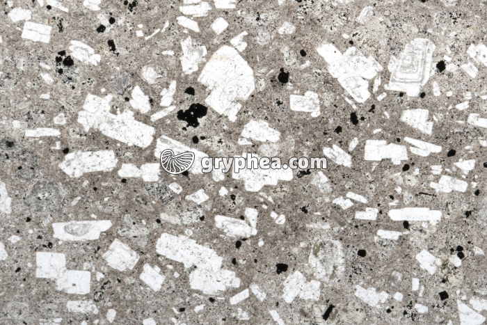 Andésite LPNA x3 - gryphea.org